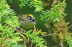 Goldcrest